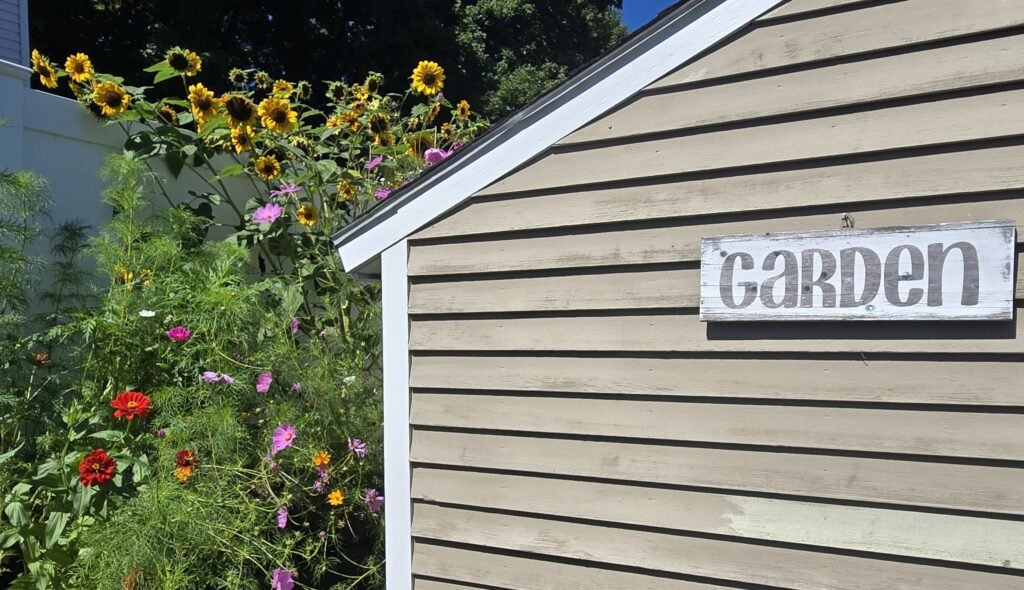 solo Saturday garden with sunflowers and summer flowers