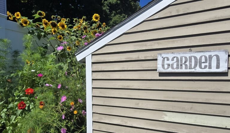 Garden shed with sunflowers and wildflowers on a solo Saturday at home