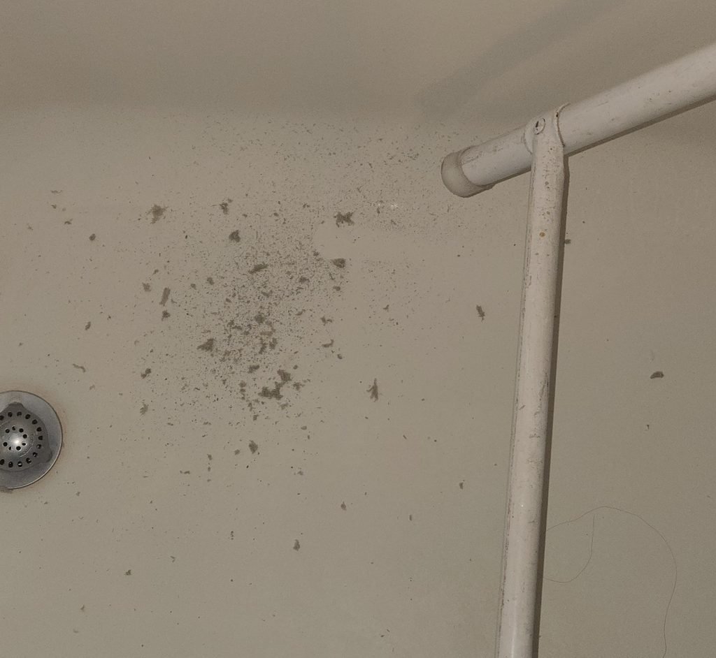 dust that fell from bathroom fan while cleaning