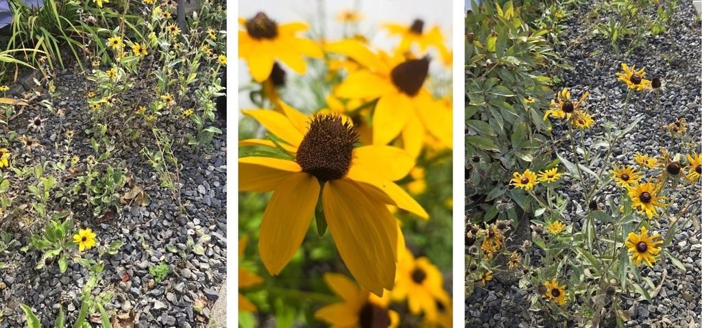fall garden cleanup. 3 pictures of Black Eyed Susan, middle photo is in bloom earlier in the summer. 1st and 3rd photo are as of Oct 4th 2026.