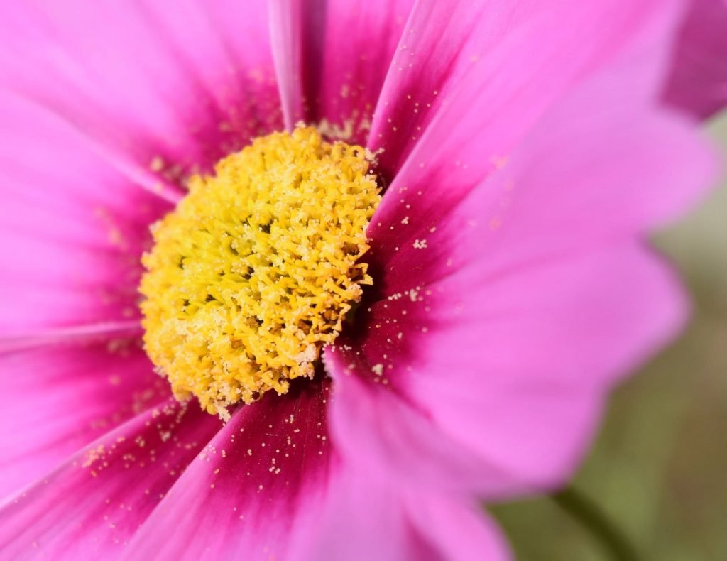 Macro image of a cosmos flower with pollen on the petals