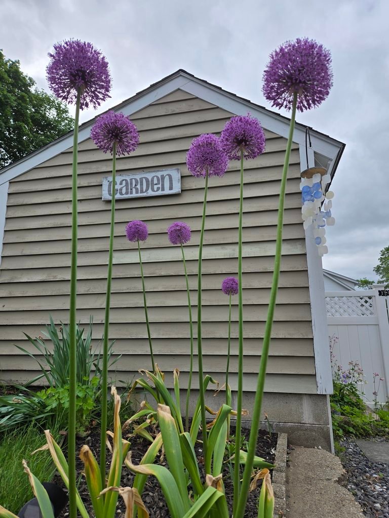 Allium flowers growing in my flower bed