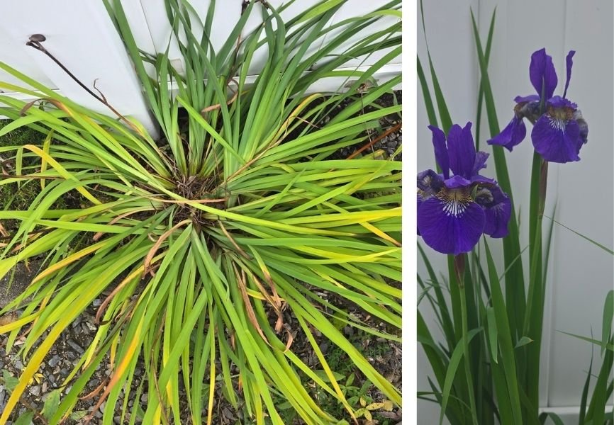 An iris that is in need of pruning and a Siberian iris in bloom.