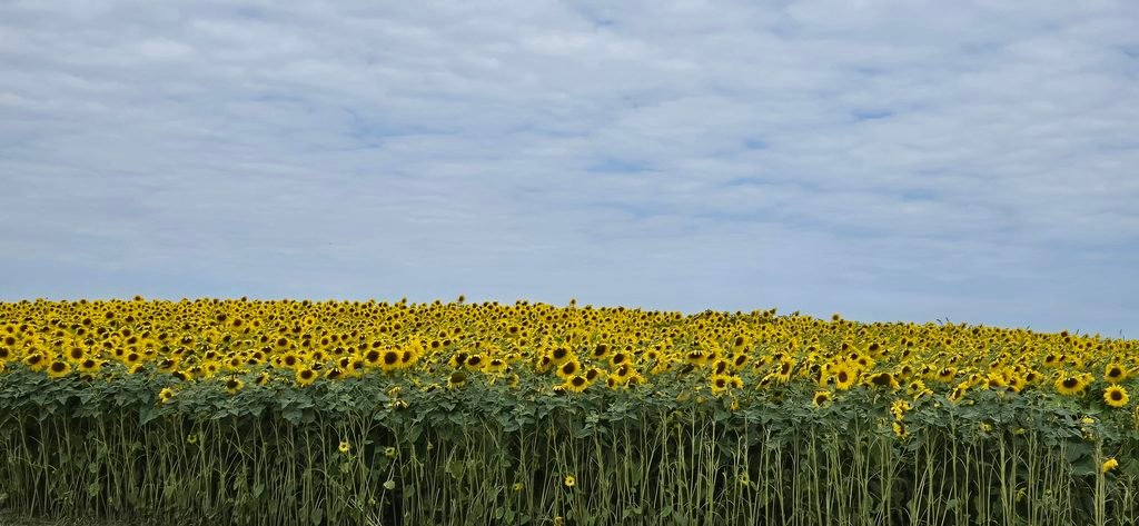 Photo of a sunflower field